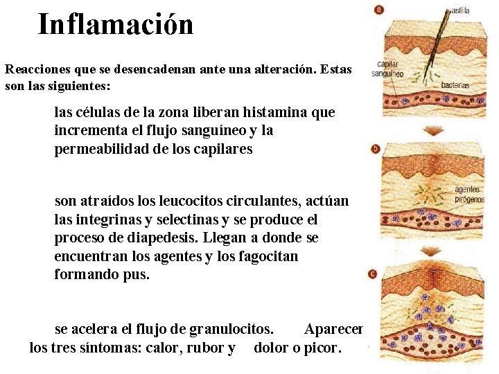 Inflamación Reacciones que se desencadenan ante una alteración. Estas son las siguientes: las células