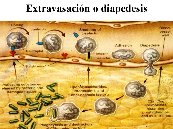 Extravasación o diapedesis 