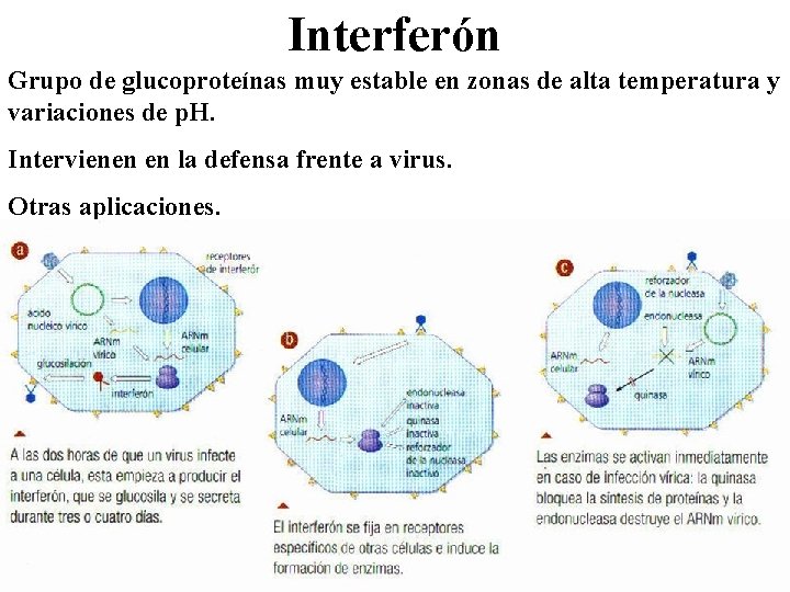 Interferón Grupo de glucoproteínas muy estable en zonas de alta temperatura y variaciones de