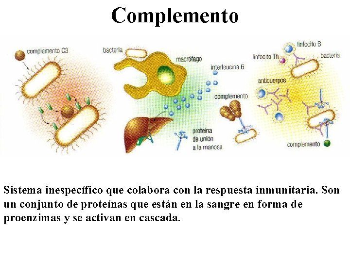 Complemento Sistema inespecífico que colabora con la respuesta inmunitaria. Son un conjunto de proteínas