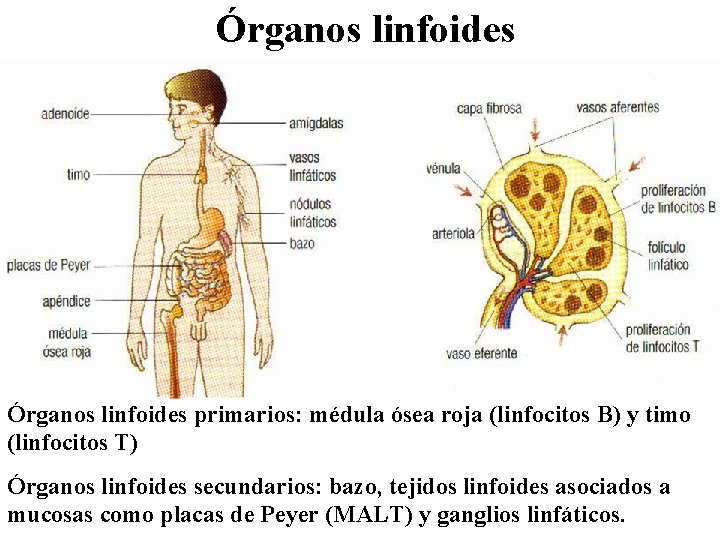 Órganos linfoides primarios: médula ósea roja (linfocitos B) y timo (linfocitos T) Órganos linfoides