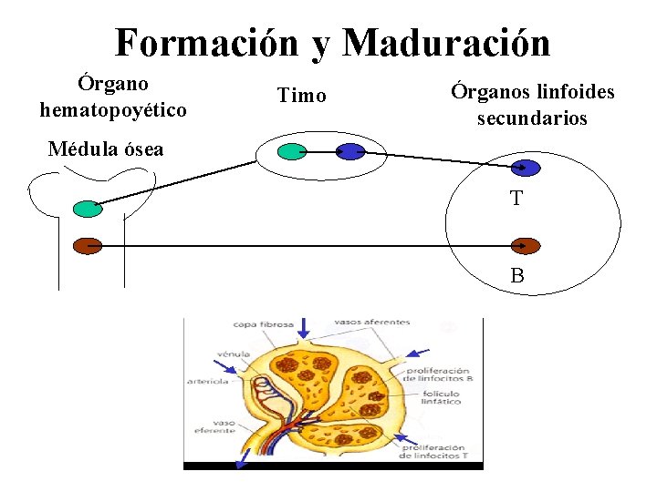 Formación y Maduración Órgano hematopoyético Timo Órganos linfoides secundarios Médula ósea T B 