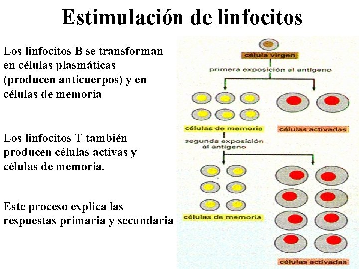 Estimulación de linfocitos Los linfocitos B se transforman en células plasmáticas (producen anticuerpos) y