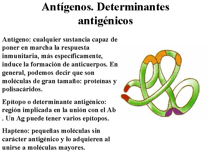 Antígenos. Determinantes antigénicos Antígeno: cualquier sustancia capaz de poner en marcha la respuesta inmunitaria,