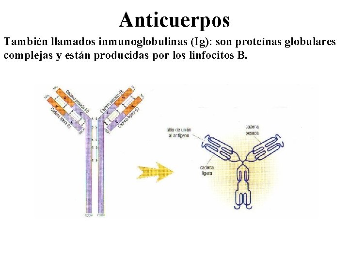 Anticuerpos También llamados inmunoglobulinas (Ig): son proteínas globulares complejas y están producidas por los