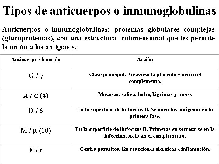 Tipos de anticuerpos o inmunoglobulinas Anticuerpos o inmunoglobulinas: proteínas globulares complejas (glucoproteínas), con una