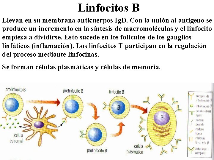 Linfocitos B Llevan en su membrana anticuerpos Ig. D. Con la unión al antígeno