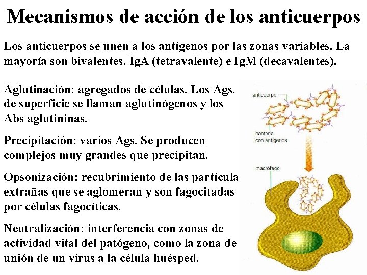 Mecanismos de acción de los anticuerpos Los anticuerpos se unen a los antígenos por