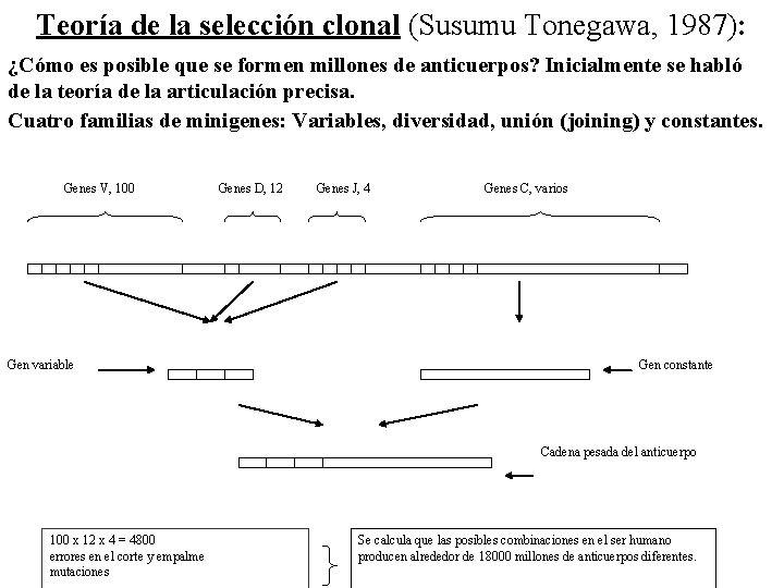 Teoría de la selección clonal (Susumu Tonegawa, 1987): ¿Cómo es posible que se formen