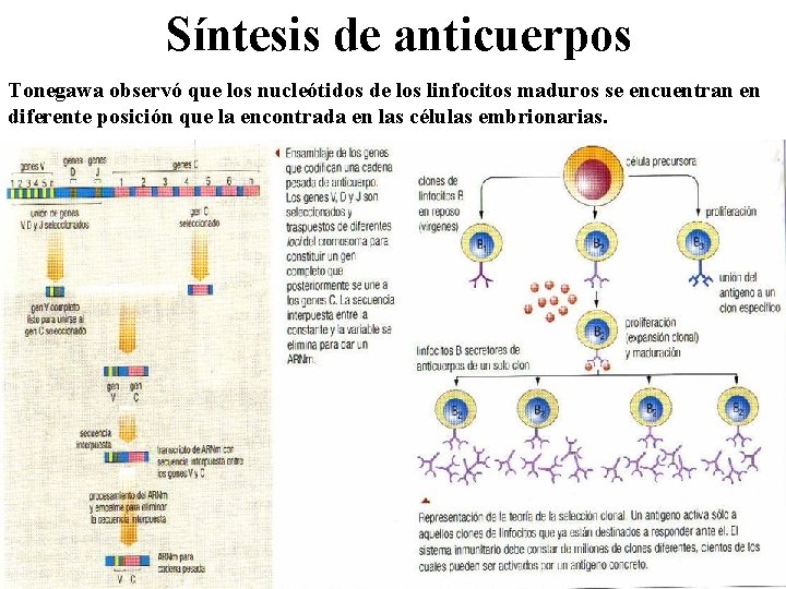 Síntesis de anticuerpos Tonegawa observó que los nucleótidos de los linfocitos maduros se encuentran