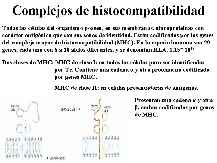 Complejos de histocompatibilidad Todas las células del organismo poseen, en sus membranas, glucoproteínas con