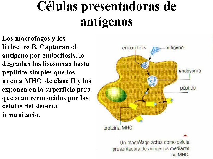 Células presentadoras de antígenos Los macrófagos y los linfocitos B. Capturan el antígeno por