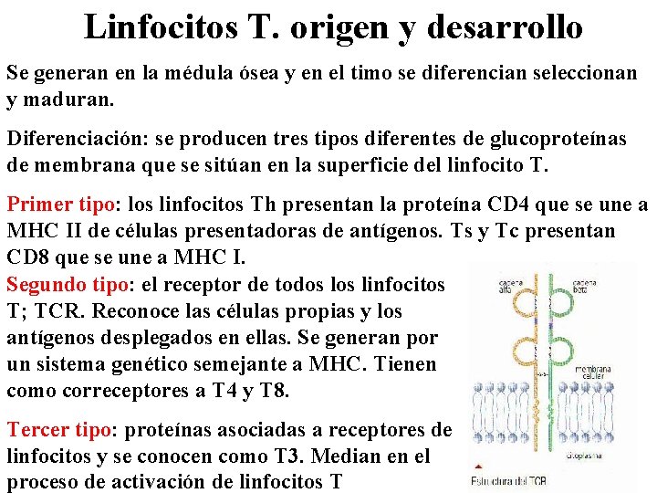 Linfocitos T. origen y desarrollo Se generan en la médula ósea y en el