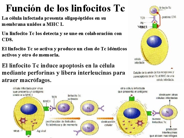 Función de los linfocitos Tc La célula infectada presenta oligopéptidos en su membrana unidos