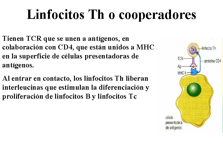 Linfocitos Th o cooperadores Tienen TCR que se unen a antígenos, en colaboración con