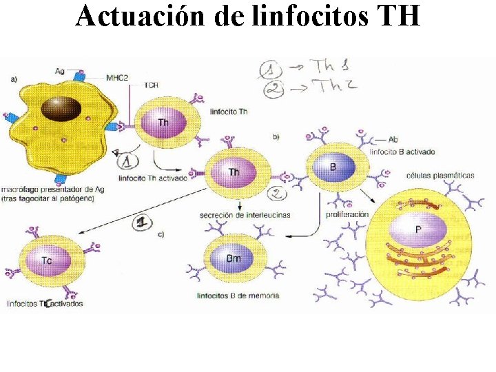 Actuación de linfocitos TH 
