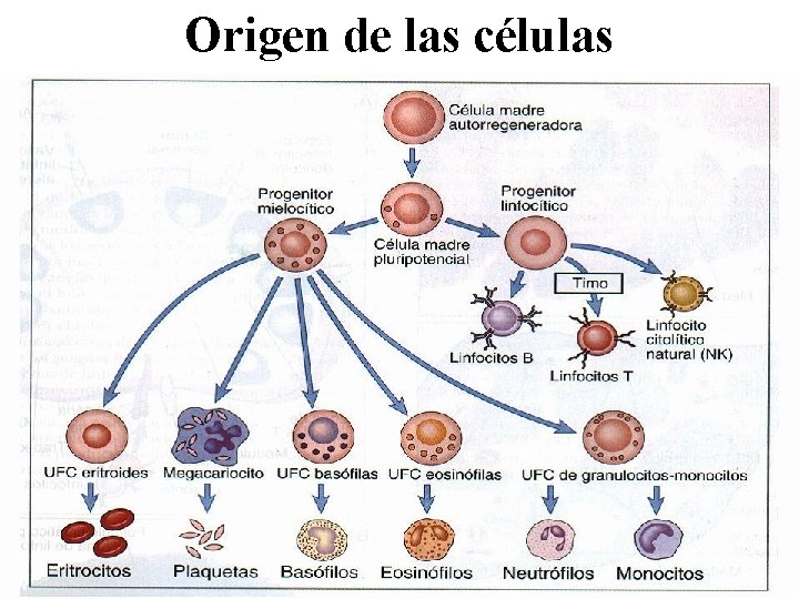 Origen de las células 