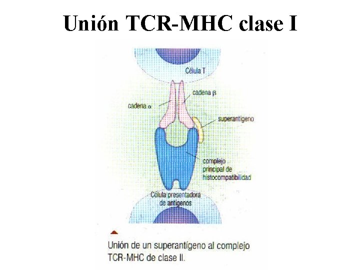 Unión TCR-MHC clase I 