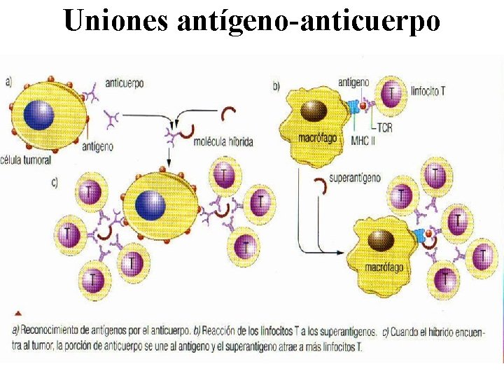 Uniones antígeno-anticuerpo 