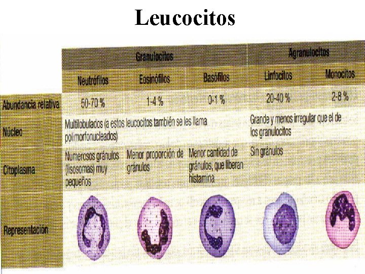 Leucocitos 