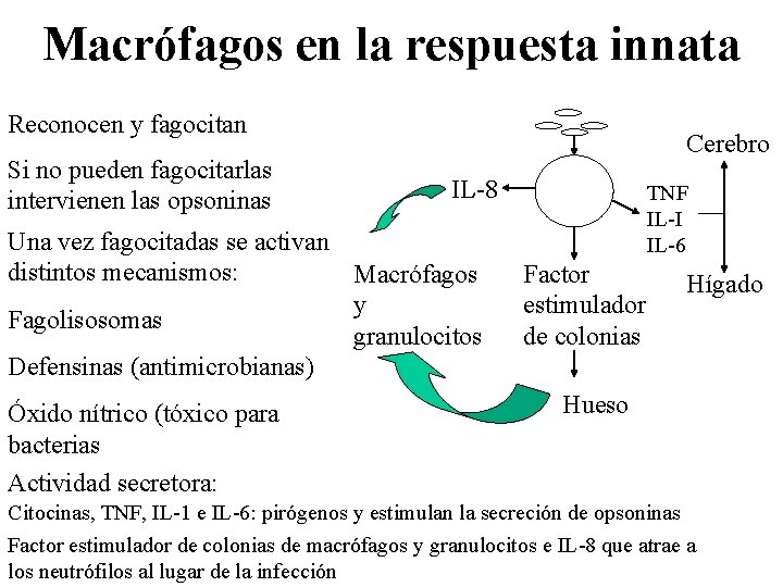 Macrófagos en la respuesta innata Reconocen y fagocitan Si no pueden fagocitarlas intervienen las