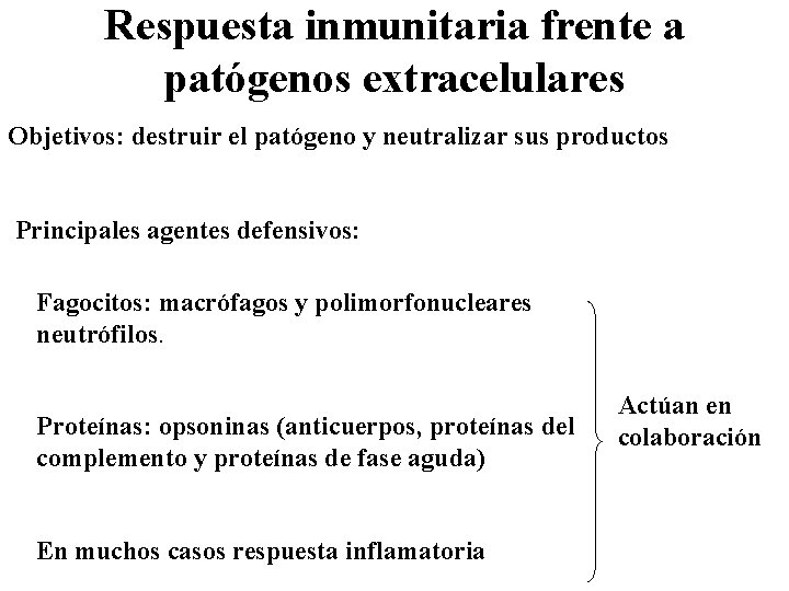 Respuesta inmunitaria frente a patógenos extracelulares Objetivos: destruir el patógeno y neutralizar sus productos