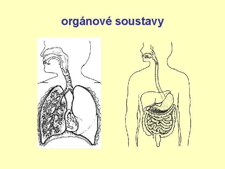 orgánové soustavy 