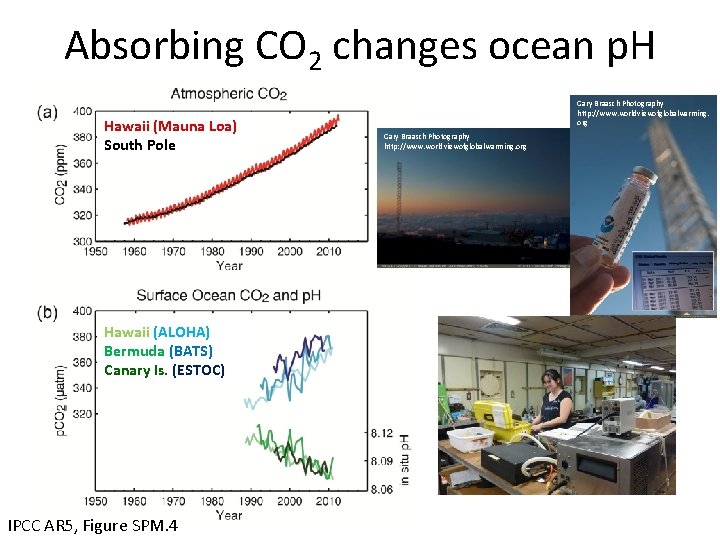 Absorbing CO 2 changes ocean p. H Hawaii (Mauna Loa) South Pole Hawaii (ALOHA)