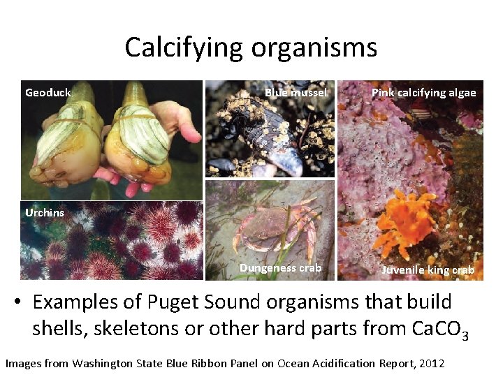 Calcifying organisms Geoduck Blue mussel Pink calcifying algae Urchins Dungeness crab Juvenile king crab