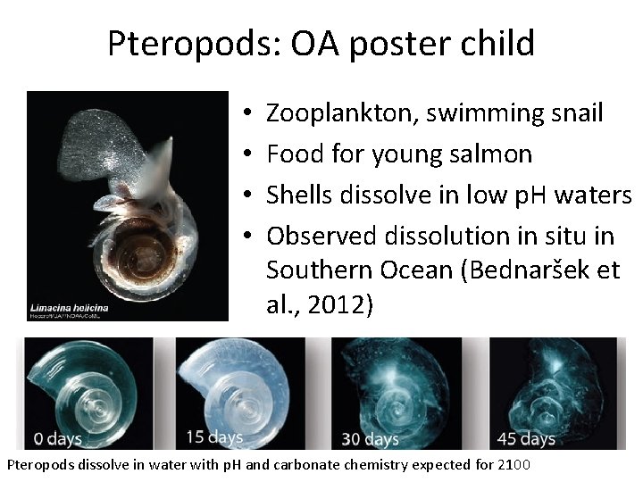 Pteropods: OA poster child • • Zooplankton, swimming snail Food for young salmon Shells