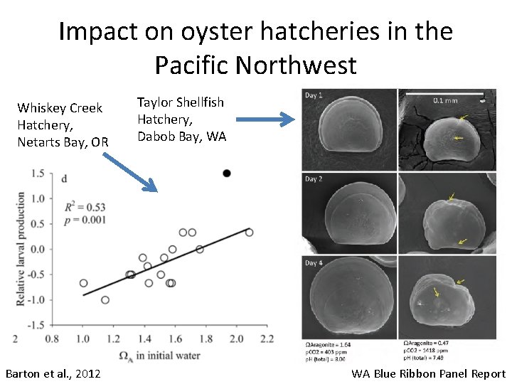 Impact on oyster hatcheries in the Pacific Northwest Whiskey Creek Hatchery, Netarts Bay, OR