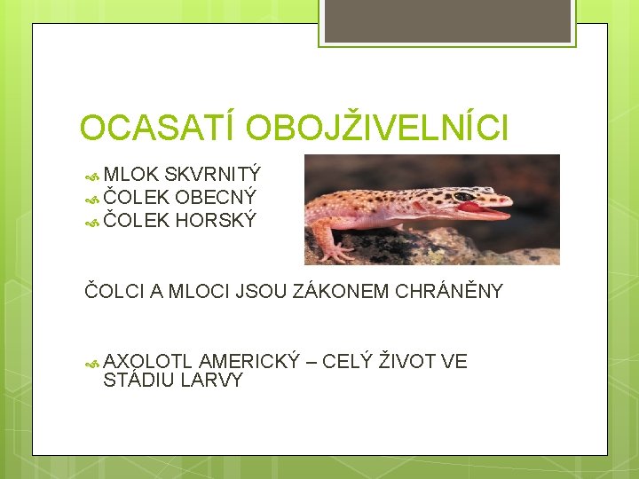 OCASATÍ OBOJŽIVELNÍCI MLOK SKVRNITÝ ČOLEK OBECNÝ ČOLEK HORSKÝ ČOLCI A MLOCI JSOU ZÁKONEM CHRÁNĚNY