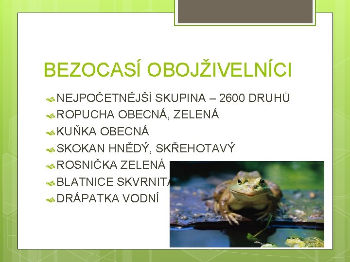 BEZOCASÍ OBOJŽIVELNÍCI NEJPOČETNĚJŠÍ SKUPINA – 2600 DRUHŮ ROPUCHA OBECNÁ, ZELENÁ KUŇKA OBECNÁ SKOKAN HNĚDÝ,