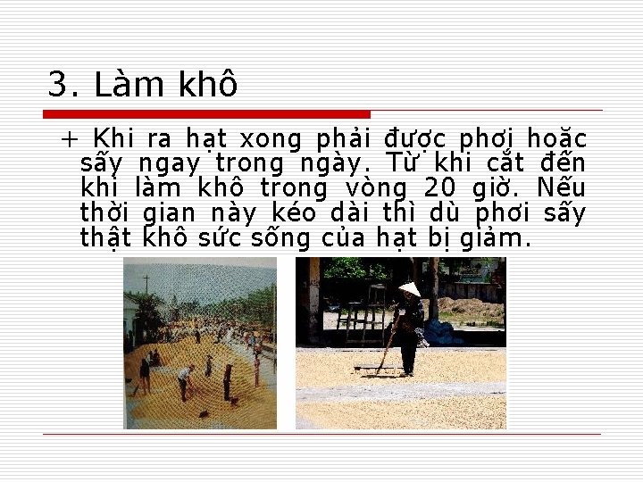 3. Làm khô + Khi ra hạt xong phải được phơi hoặc sấy ngay