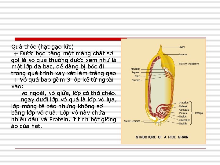 Quả thóc (hạt gạo lức) + Được bọc bằng một màng chất sơ gọi