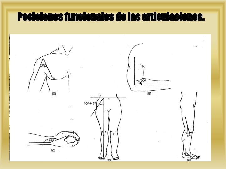 Posiciones funcionales de las articulaciones. 