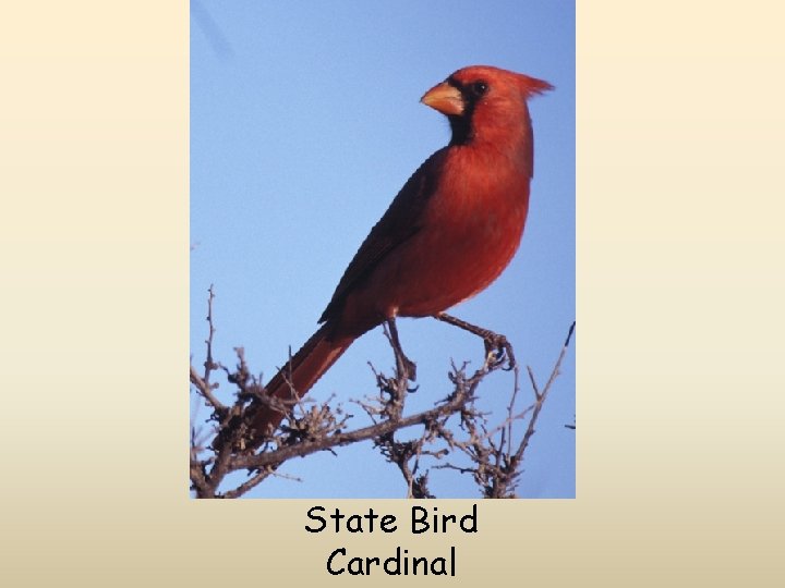 State Bird Cardinal 