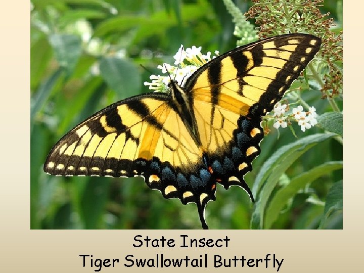 State Insect Tiger Swallowtail Butterfly 