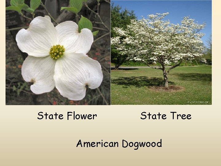 State Flower State Tree American Dogwood 