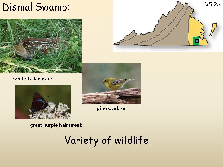 Dismal Swamp: VS. 2 c white-tailed deer pine warbler great purple hairstreak Variety of