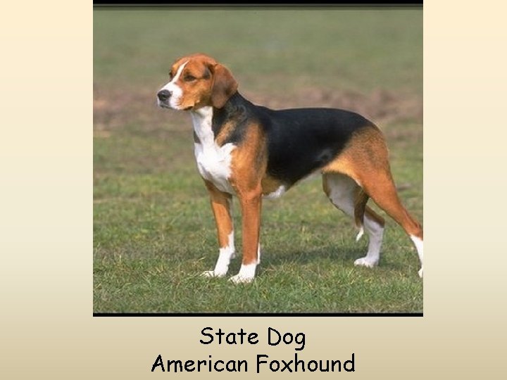 State Dog American Foxhound 