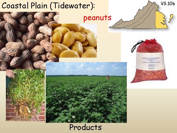 Coastal Plain (Tidewater): peanuts Products VS. 10 b 