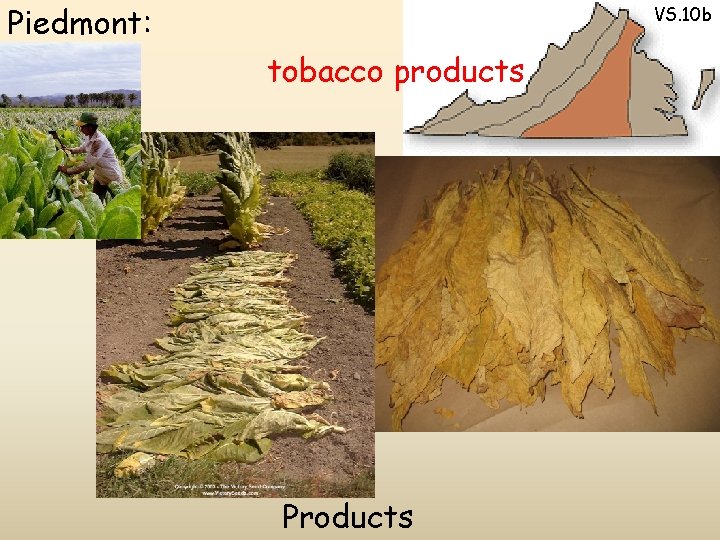 Piedmont: VS. 10 b tobacco products Products 