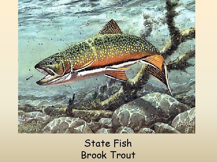 State Fish Brook Trout 