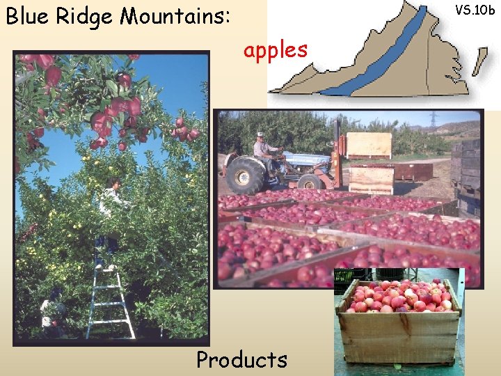 Blue Ridge Mountains: VS. 10 b apples Products 