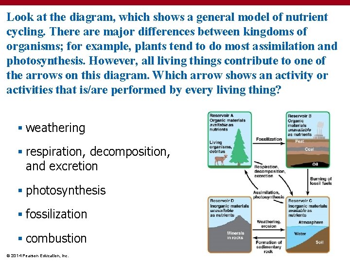 Look at the diagram, which shows a general model of nutrient cycling. There are