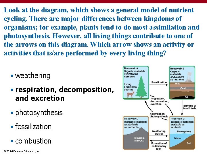Look at the diagram, which shows a general model of nutrient cycling. There are