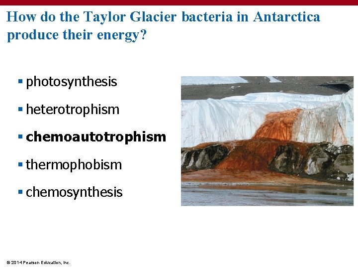 How do the Taylor Glacier bacteria in Antarctica produce their energy? § photosynthesis §