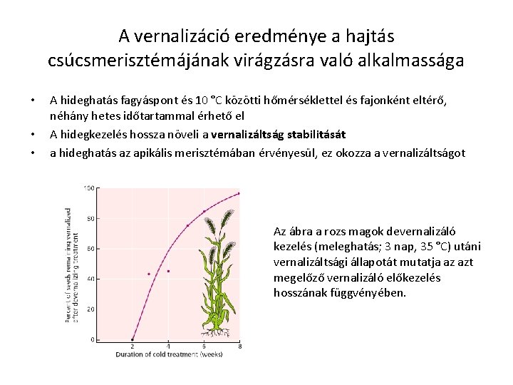 A vernalizáció eredménye a hajtás csúcsmerisztémájának virágzásra való alkalmassága • • • A hideghatás A vernalizáció eredménye a hajtás csúcsmerisztémájának virágzásra való alkalmassága • • • A hideghatás