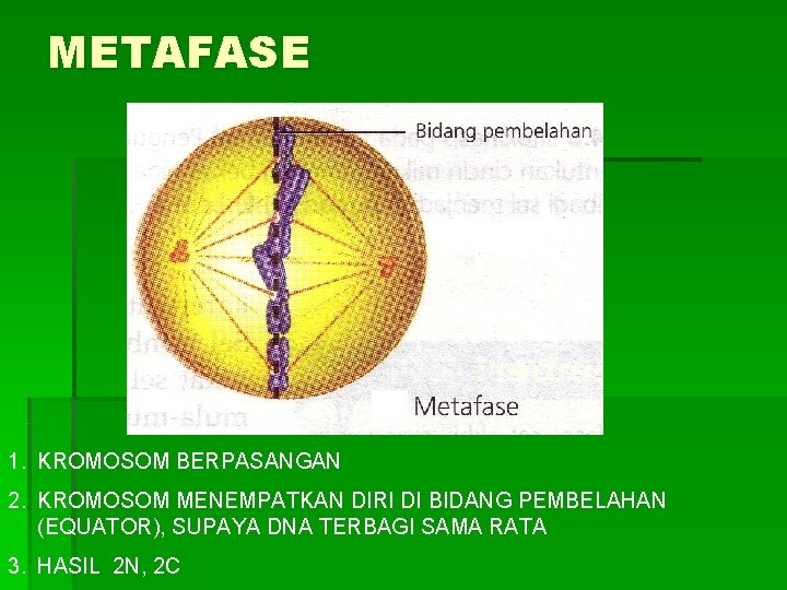 METAFASE 1. KROMOSOM BERPASANGAN 2. KROMOSOM MENEMPATKAN DIRI DI BIDANG PEMBELAHAN (EQUATOR), SUPAYA DNA